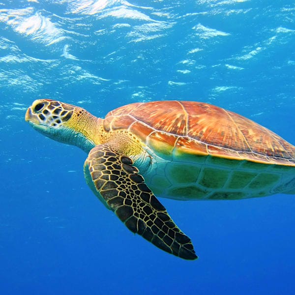 Explore Mauritius: Nature Roadtrip & Glamping Nights