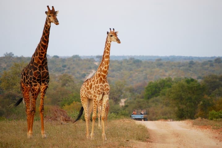 Full-day safari through Kruger National Park thumbnail