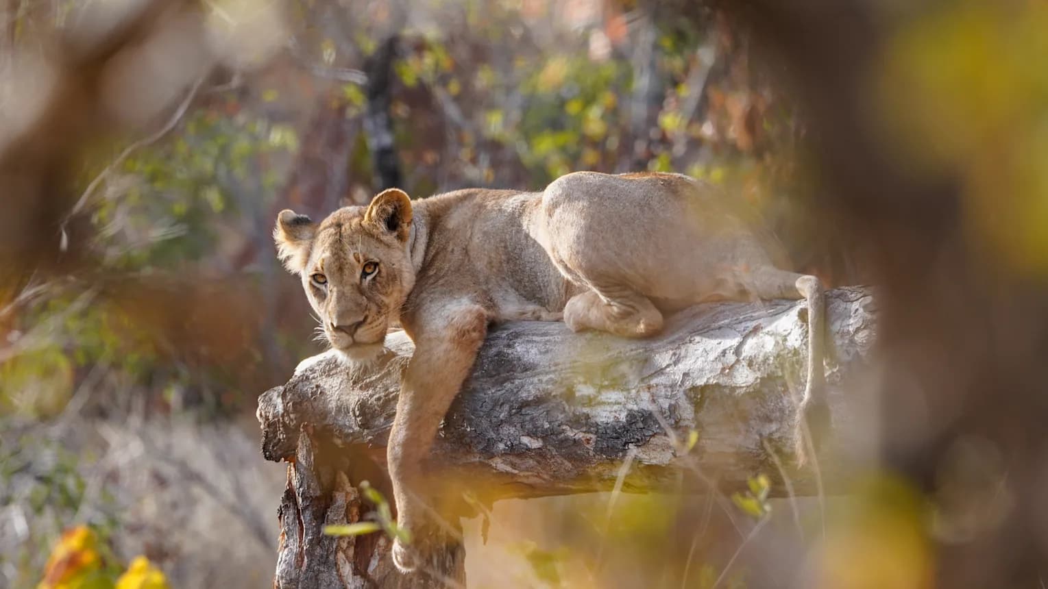 The Garden Route meets the Big Five