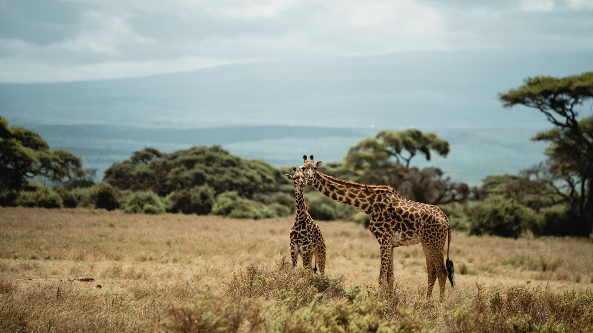 Safari, Zanzibar and Kilimanjaro